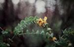 : - Pultenaea cunninghamii