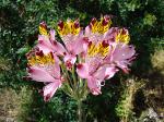 : - Alstroemeria pulchra