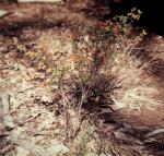 : - Pultenaea microphylla