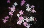 : - Schoenia cassiniana