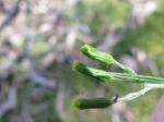 : - Senecio quadridentatus