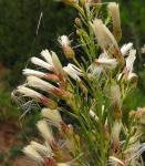 :-Baccharis linearis