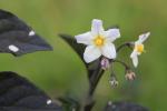 Schwarzer Nachtschatten - Solanum nigrum
