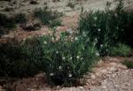 : - Solanum symonii