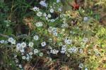 Lanzettblättrige Aster - Symphyotrichum lanceolatum