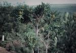 : - Banksia grandis