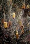 : - Banksia marginata