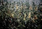 : - Banksia oblongifolia