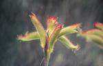 : - Anigozanthos humilis