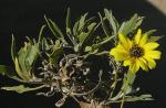 : - Encelia canescens