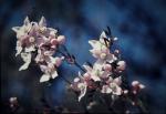 : - Boronia pinnata