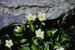 : - Caltha alba