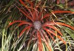 : - Fascicularia bicolor