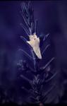 : - Chloanthes stoechadis
