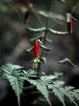 Australische Fuchsie - Correa reflexa