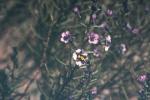 Lamettastrauch - Cyanostegia angustifolia