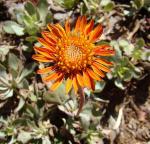 : - Haplopappus macrocephalus