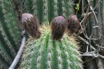 : - Echinopsis cochabambensis