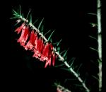 : - Epacris impressa