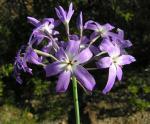 : - Leucocoryne violacescens