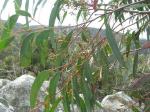 : - Eucalyptus macrorhyncha