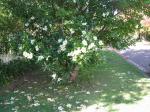 : - Gordonia axillaris