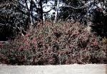: - Grevillea baueri