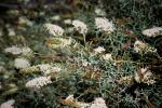 : - Grevillea paniculata