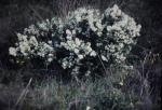 : - Grevillea vestita