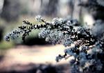 : - Leionema lamprophyllum