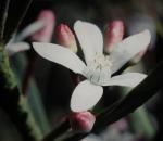 : - Eriostemon myoporoides