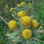 : - Podanthus ovatifolius