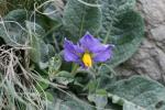 : - Solanum megistacrolobum