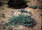 : - Swainsona swainsonioides