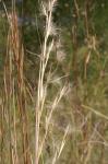 Blaustängelige Besensegge-Andropogon virginicus