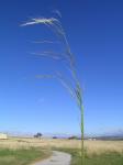 :-Stipa aristiglumis