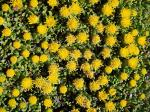 :-Senecio humillimus