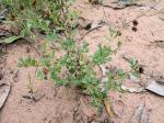 Keilblättriges Schönohr - Calotis cuneifolia