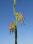 : - Cenchrus caliculatus
