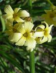 : - Sisyrinchium striatum