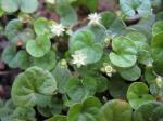 : - Dichondra microcalyx