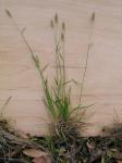 : - Echinopogon caespitosus
