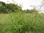 Judasbaum - Eclipta prostrata
