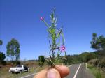: - Epilobium billardierianum subsp. cinereum