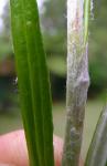 : - Euchiton involucratus