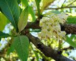 Australischer Glockenstrauch - Acnistus arborescens