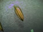 : - Leersia hexandra