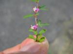 Japanischer Klee - Kummerowia striata