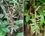 : - Aechmea pubescens