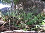 : - Oplismenus hirtellus